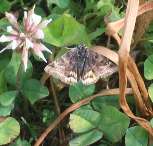 Réf. 309 192 : Euclidia glyphica